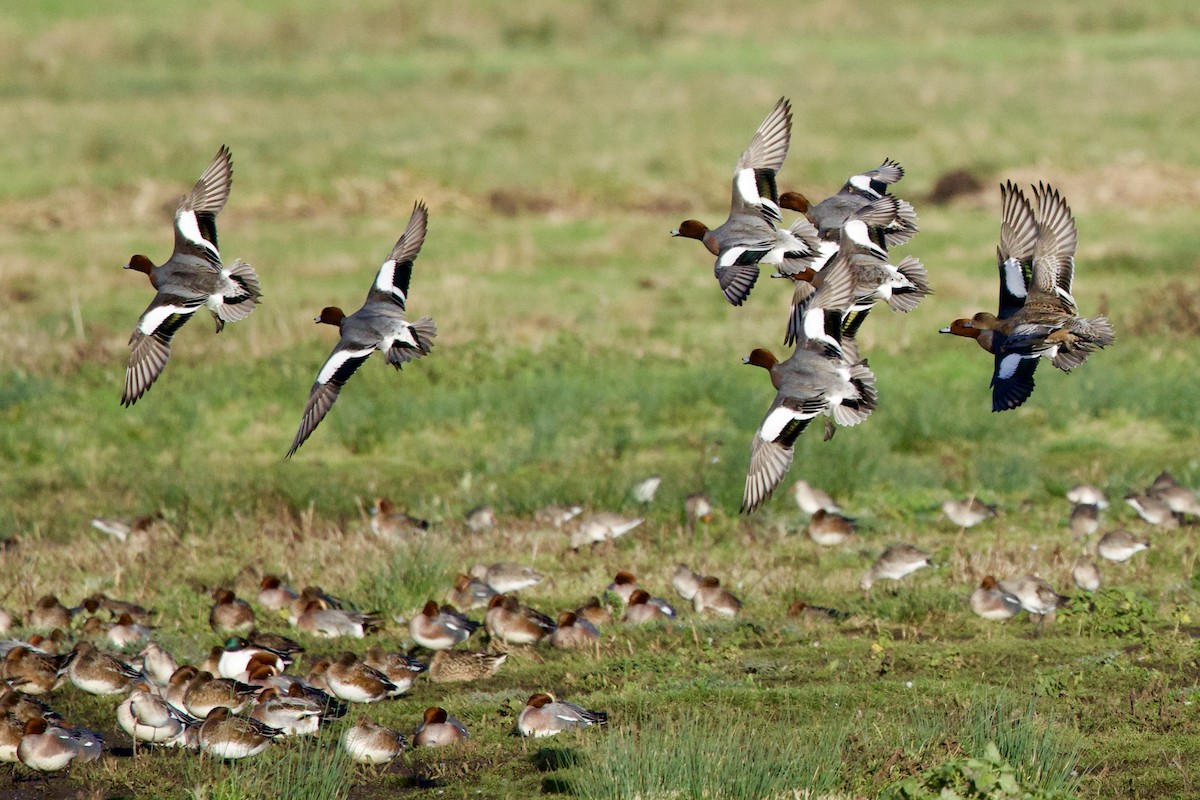 Ahate txistulari eurasiarra - ML646739203