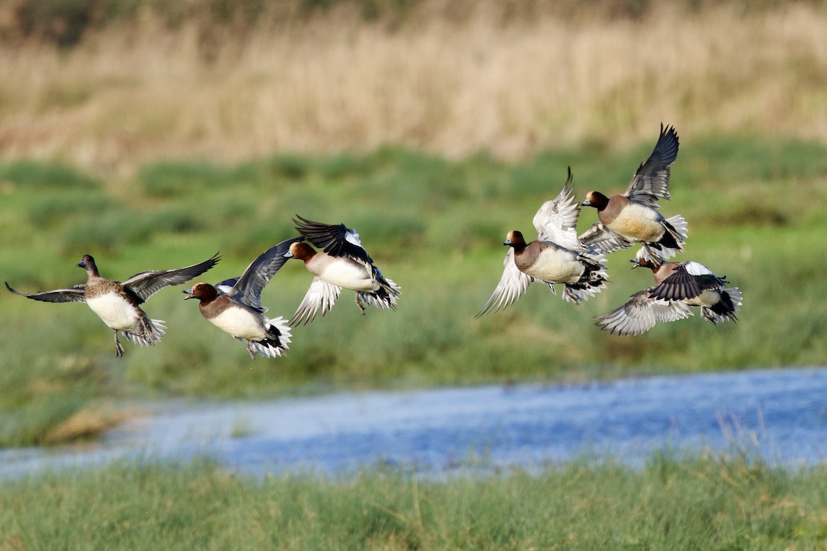 Ahate txistulari eurasiarra - ML646739204