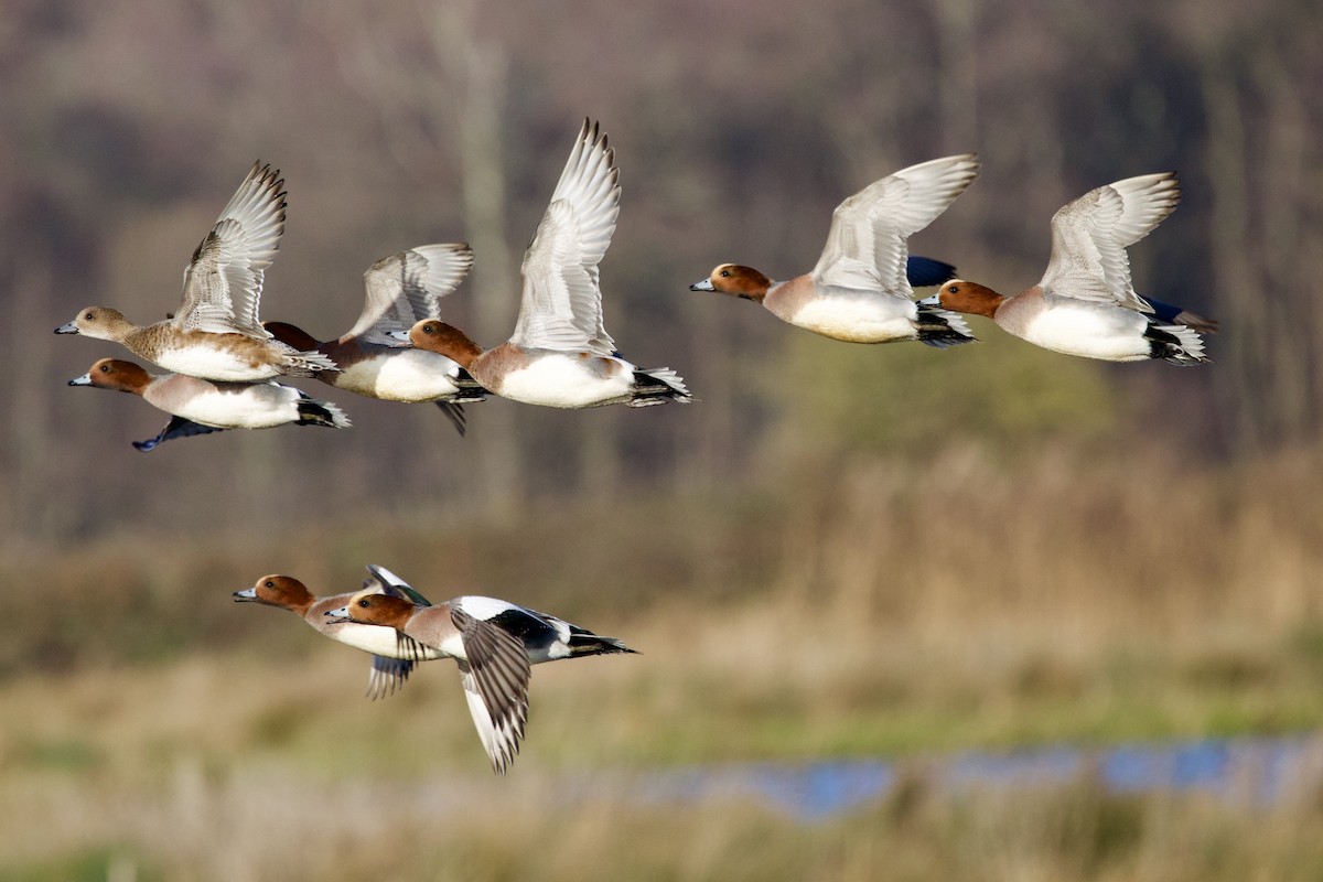 Ahate txistulari eurasiarra - ML646739205