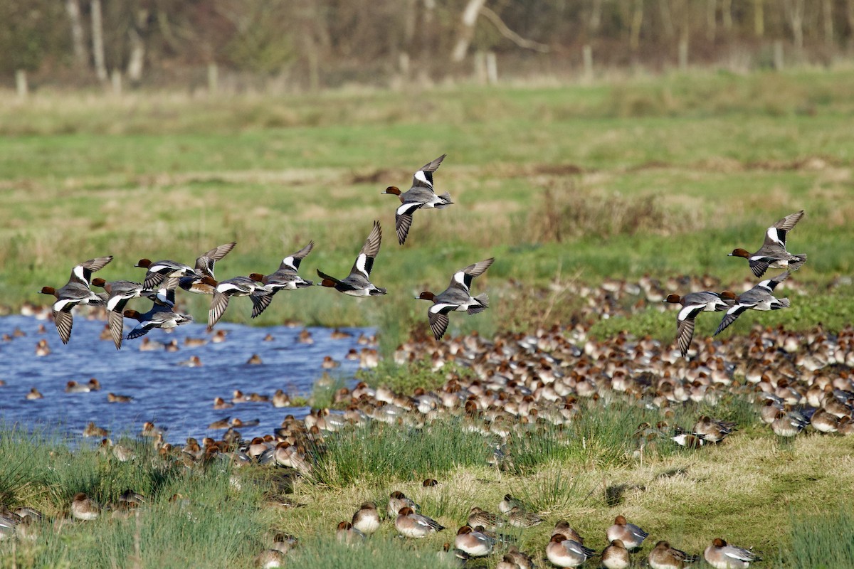 Ahate txistulari eurasiarra - ML646739206