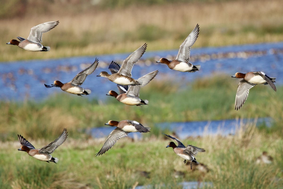 Ahate txistulari eurasiarra - ML646739207