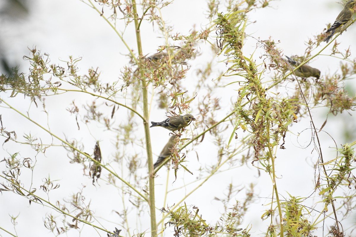 Yellow-breasted Greenfinch - ML646739208