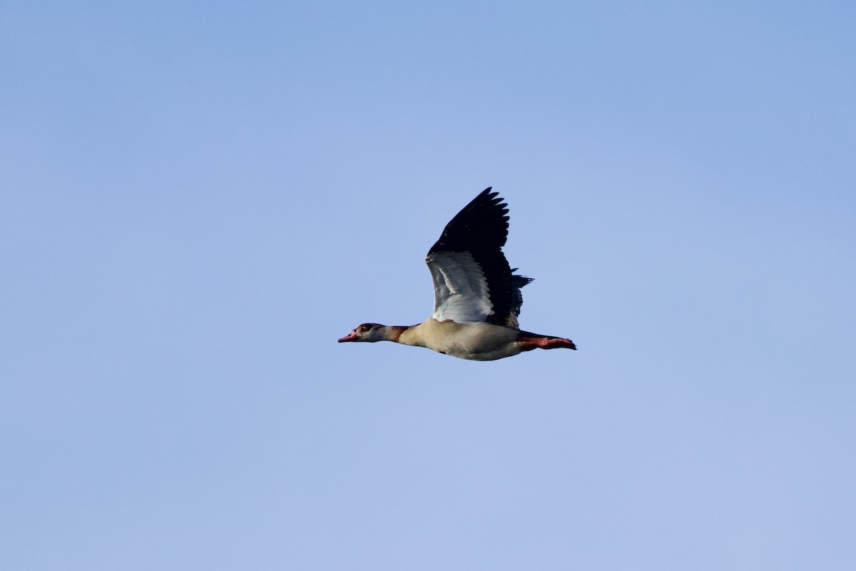 Antzara egiptoarra - ML646739209