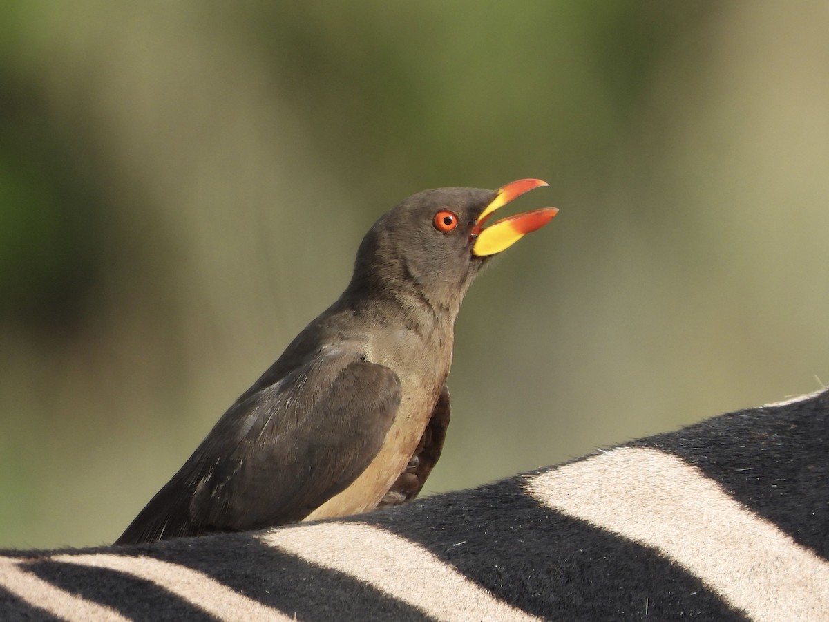Yellow-billed Oxpecker - ML646739211