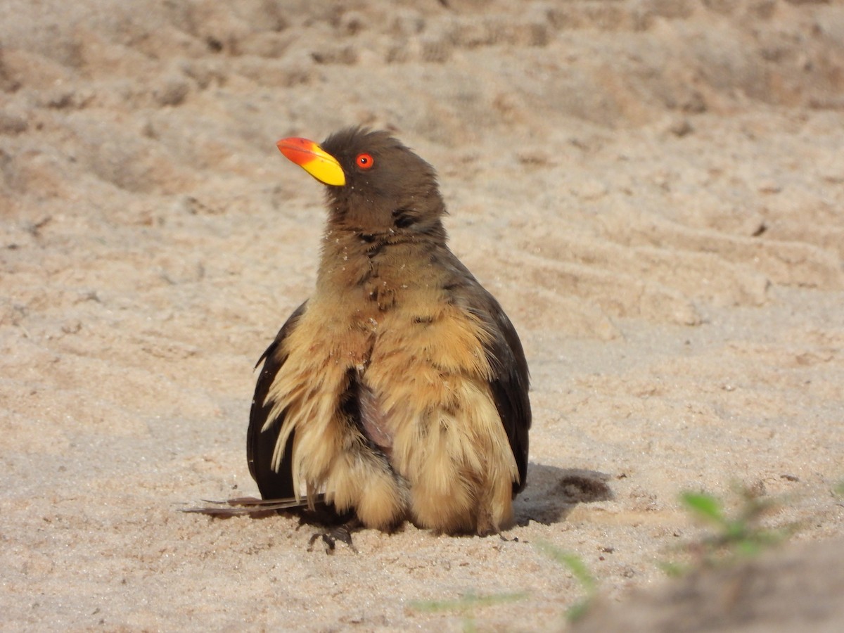 Yellow-billed Oxpecker - ML646739212