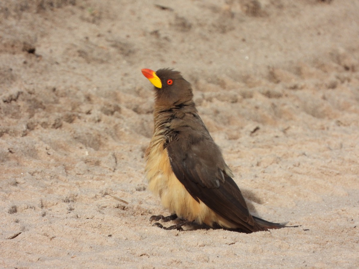 Yellow-billed Oxpecker - ML646739213