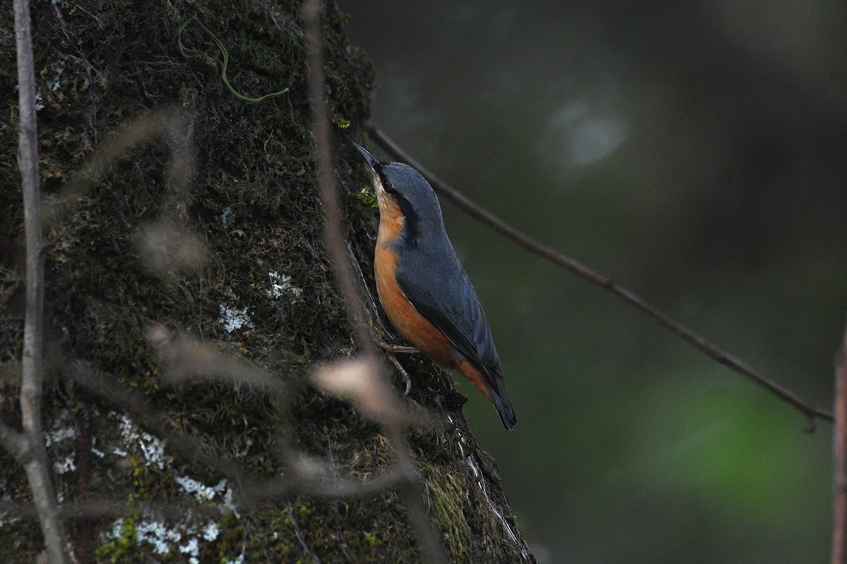 White-tailed Nuthatch - ML646739214