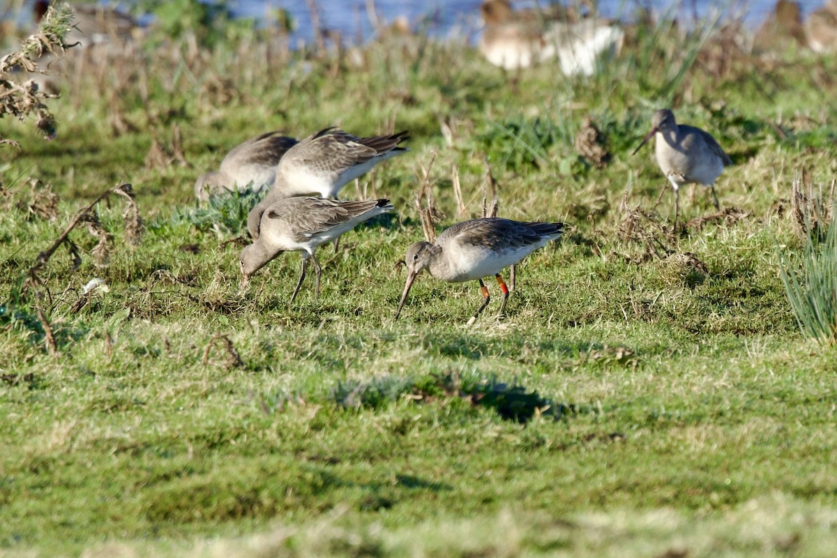 Kuliska buztanbeltza - ML646739215