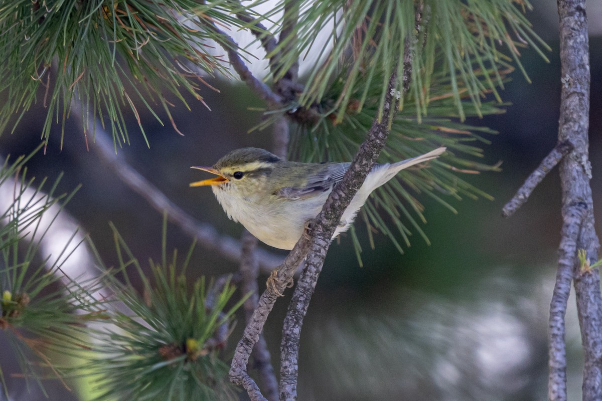 Western Crowned Warbler - ML646739216