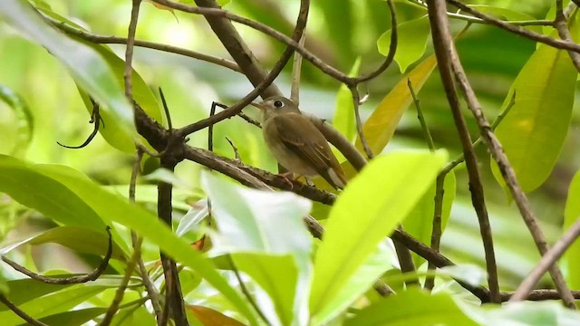 Brown-breasted Flycatcher - ML646739218
