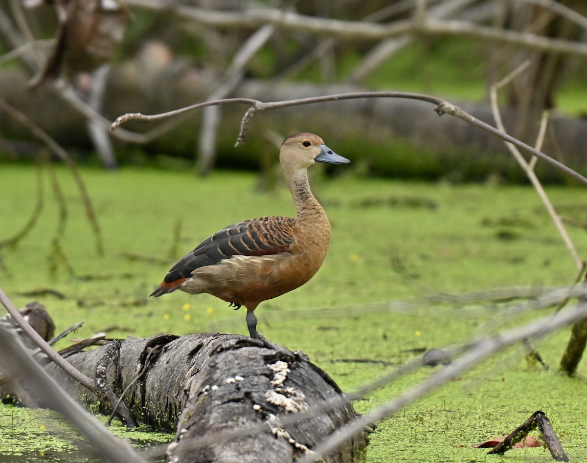 Zuhaitz-ahate javatarra - ML646739219