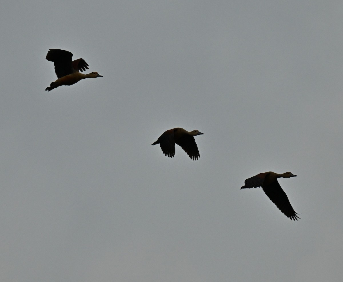 Zuhaitz-ahate javatarra - ML646739220