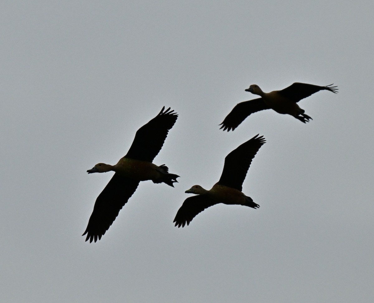 Zuhaitz-ahate javatarra - ML646739221