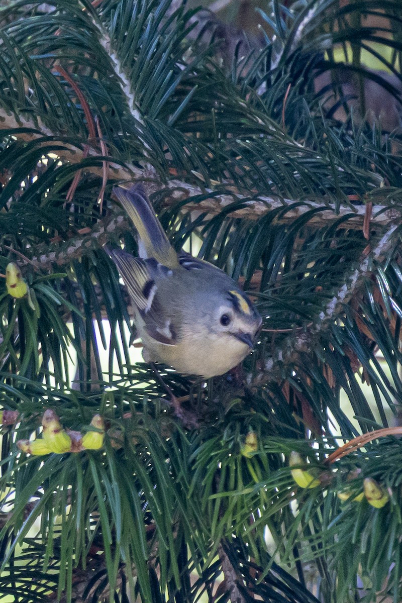 Mendi-erregetxoa - ML646739222