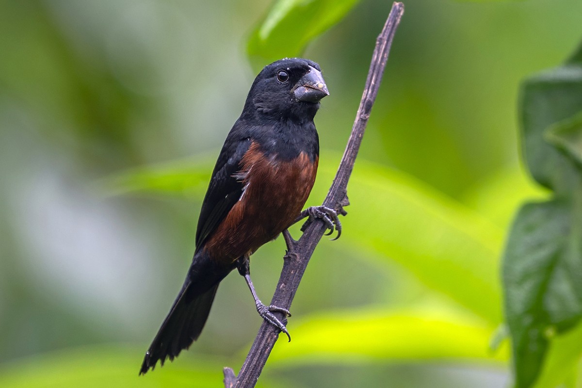 Chestnut-bellied Seed-Finch - ML646739223