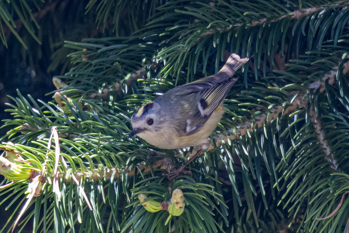 Mendi-erregetxoa - ML646739224