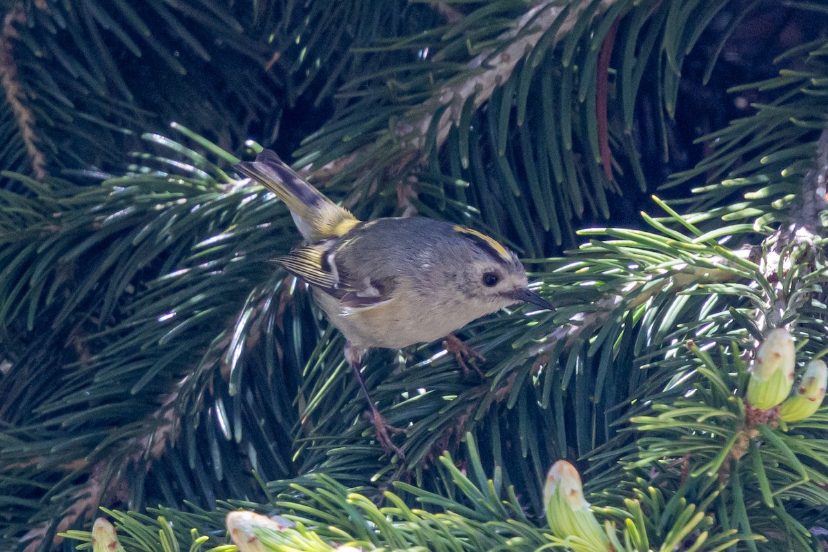 Mendi-erregetxoa - ML646739225