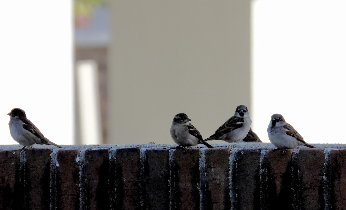 Etxe-txolarrea - ML646739227