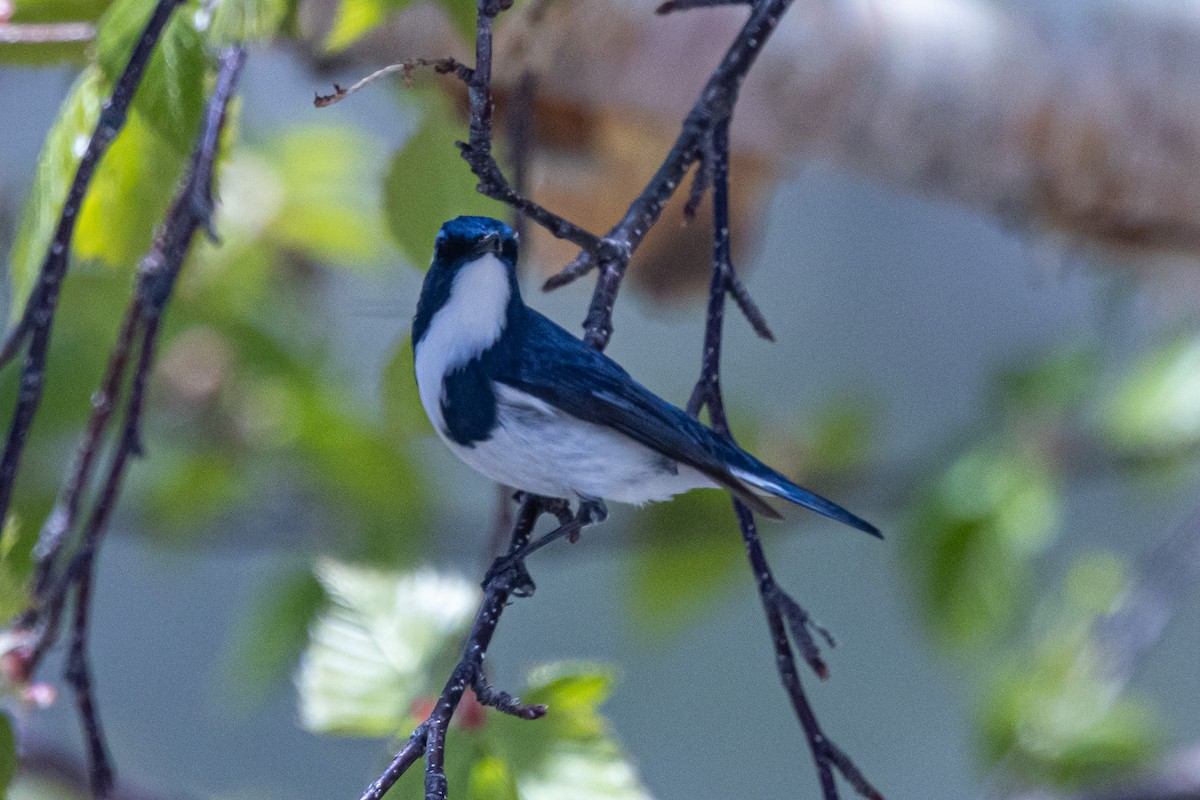 Ultramarine Flycatcher - ML646739228