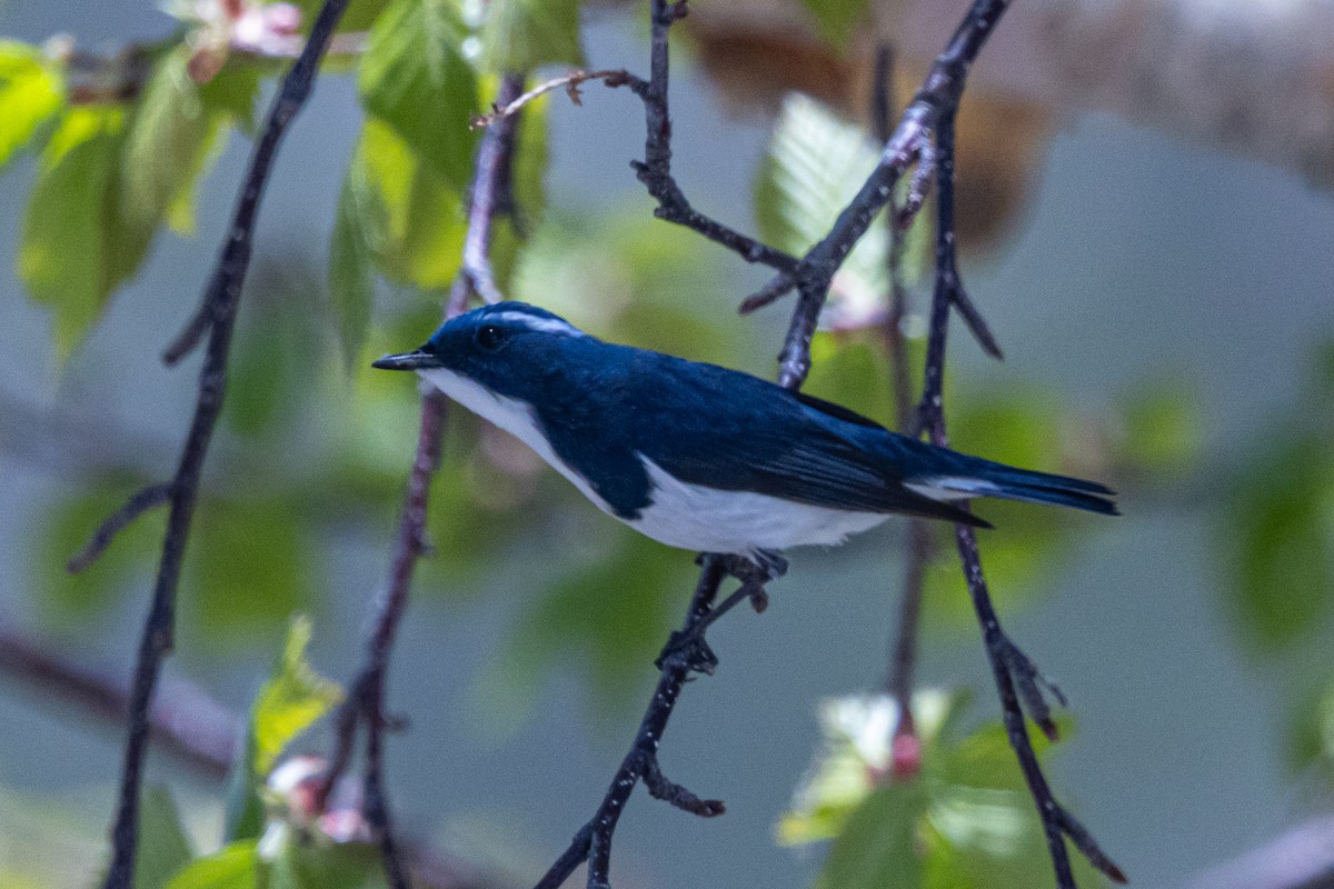 Ultramarine Flycatcher - ML646739229