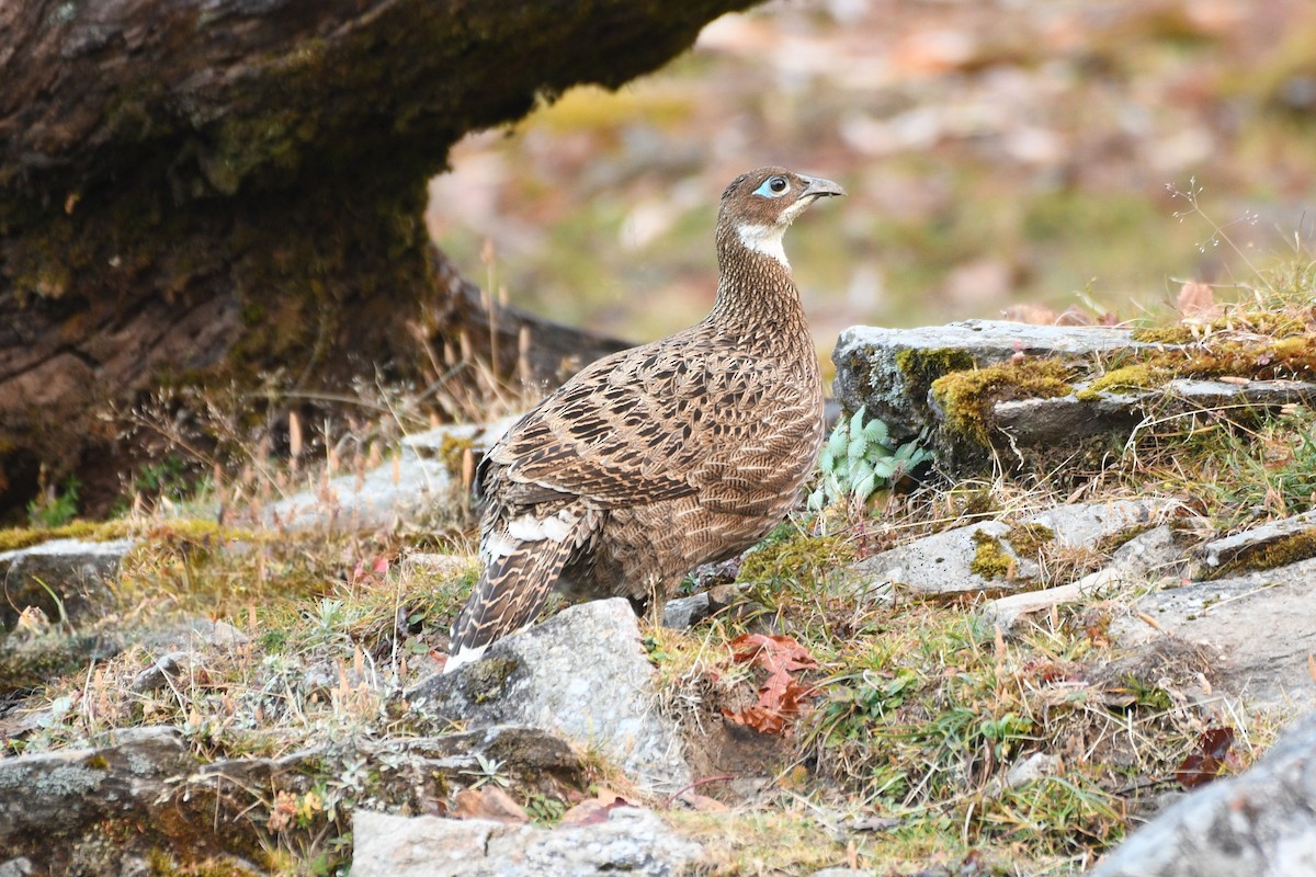 ニジキジ - ML646739236