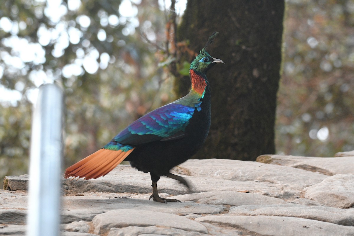 ニジキジ - ML646739237