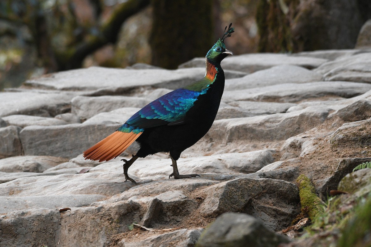 ニジキジ - ML646739238