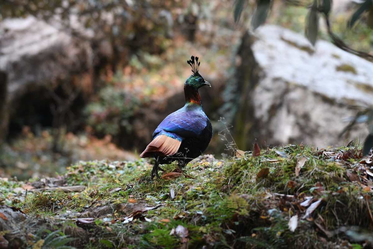 ニジキジ - ML646739239