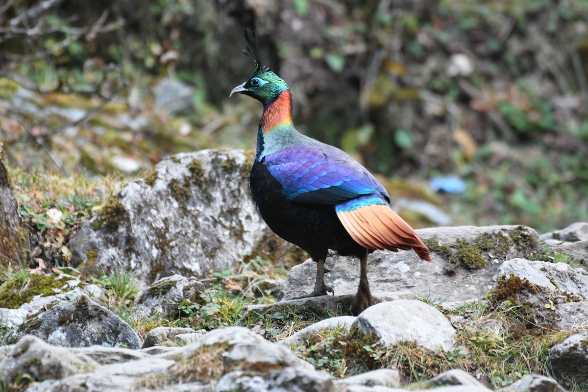 ニジキジ - ML646739240