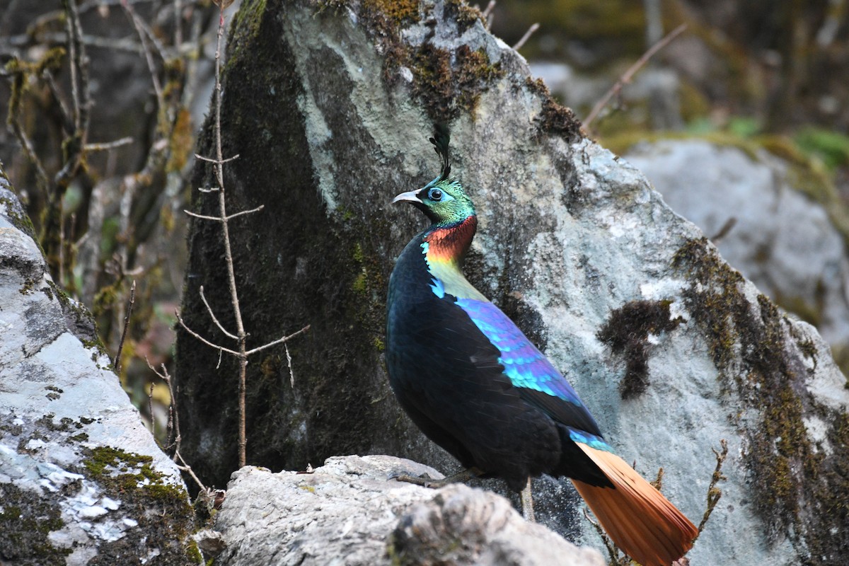 ニジキジ - ML646739241