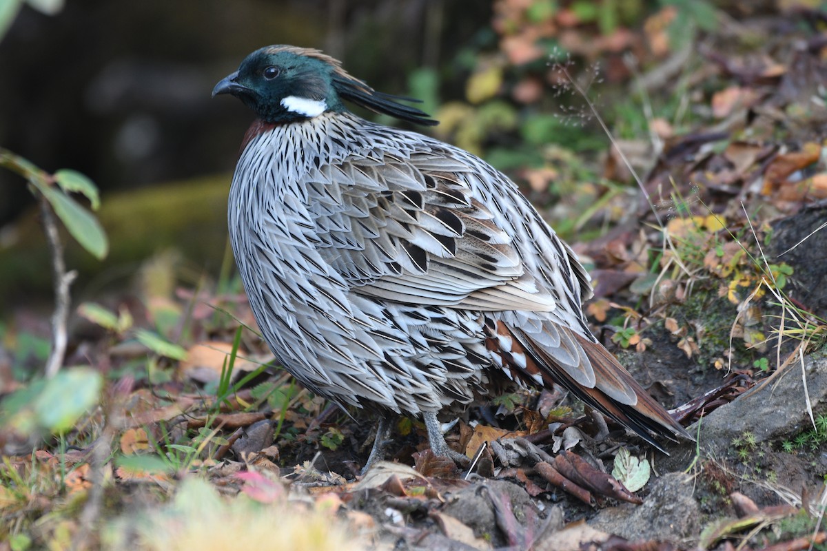 bažant chocholatý - ML646739242