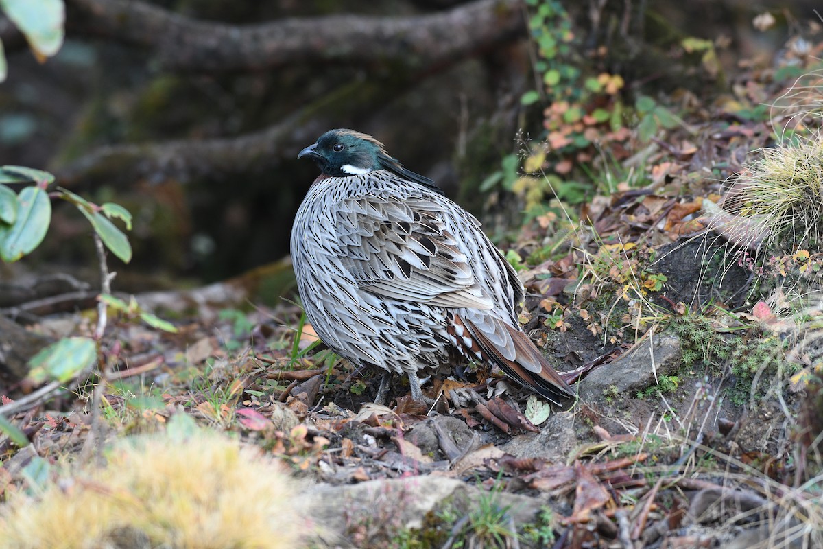 bažant chocholatý - ML646739243