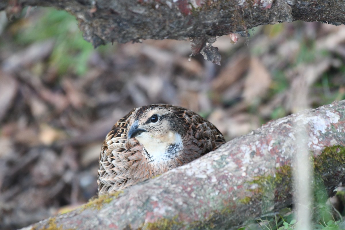 bažant chocholatý - ML646739249