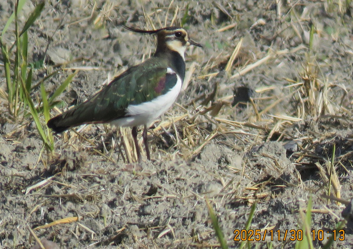 קיווית מצויצת - ML646739250