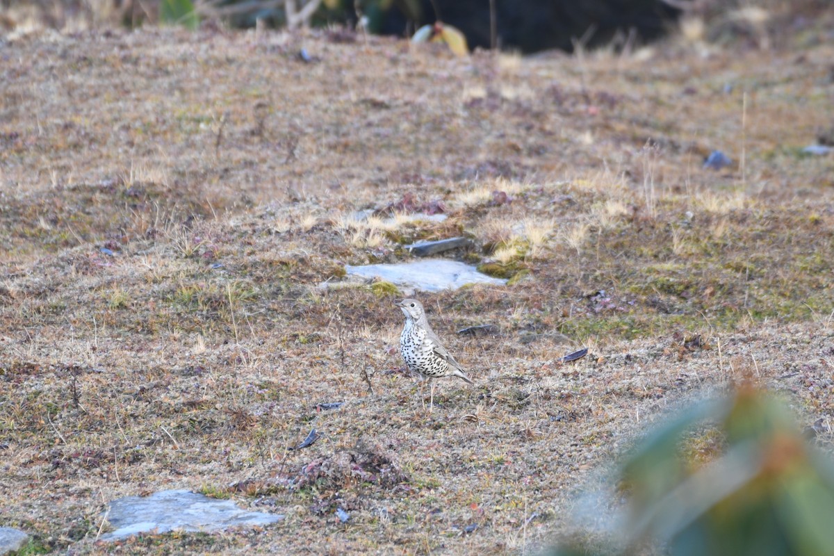 ヤドリギツグミ - ML646739251