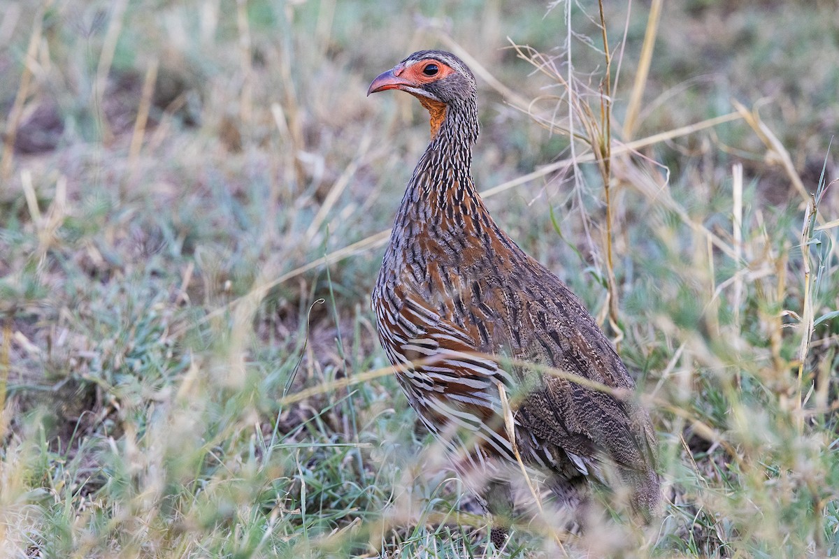 Gray-breasted Spurfowl - ML646739252