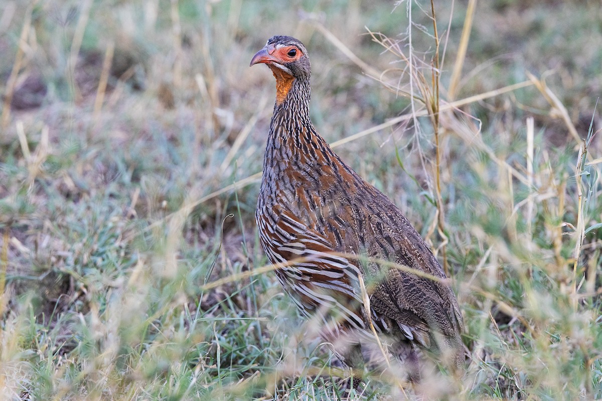 Gray-breasted Spurfowl - ML646739253