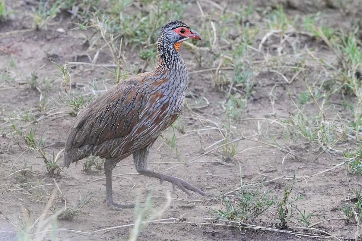 Gray-breasted Spurfowl - ML646739254