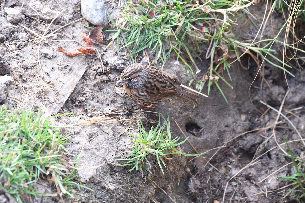 Rufous-breasted Accentor - ML646739255