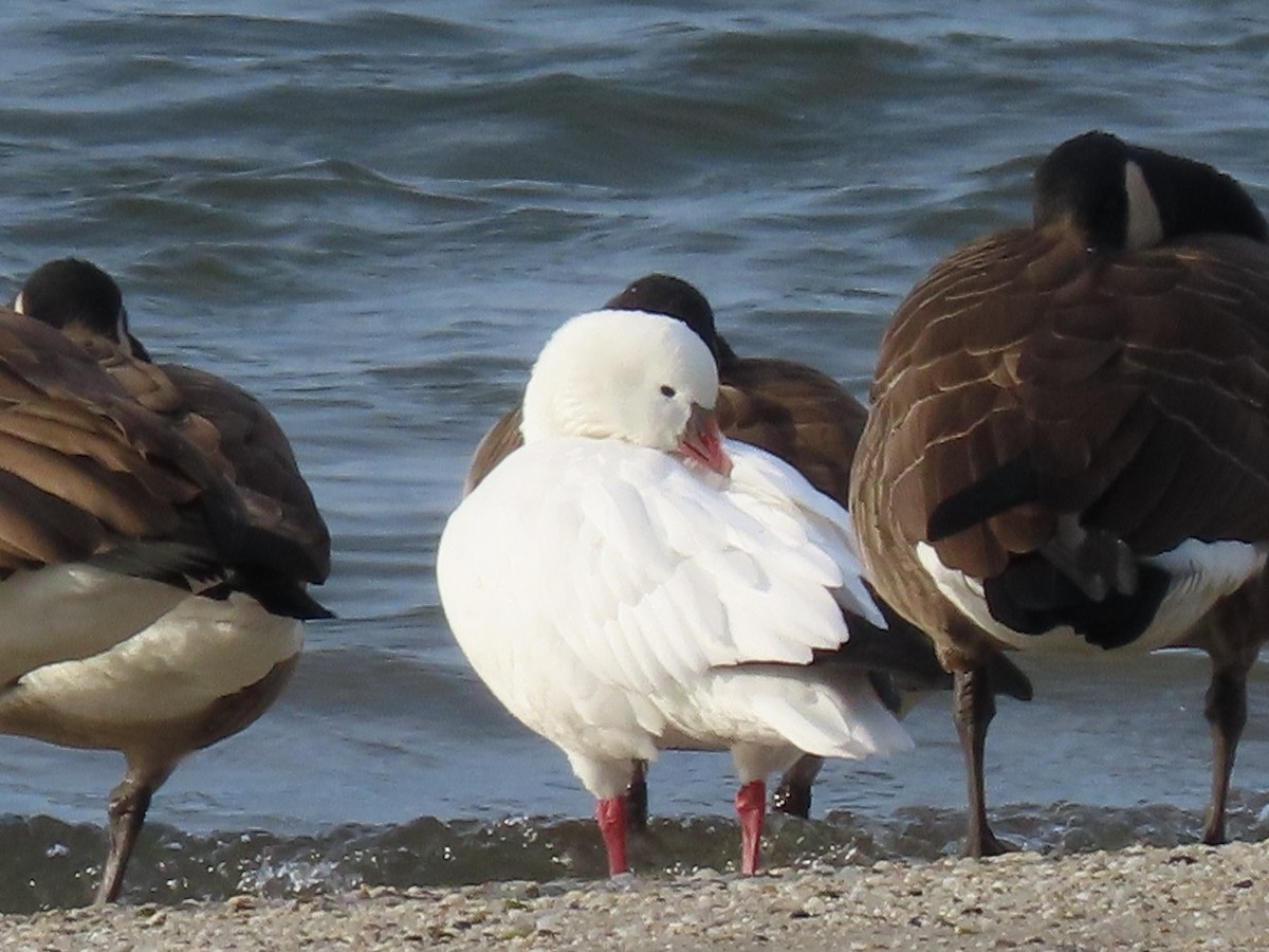 Ross's Goose - ML646739263