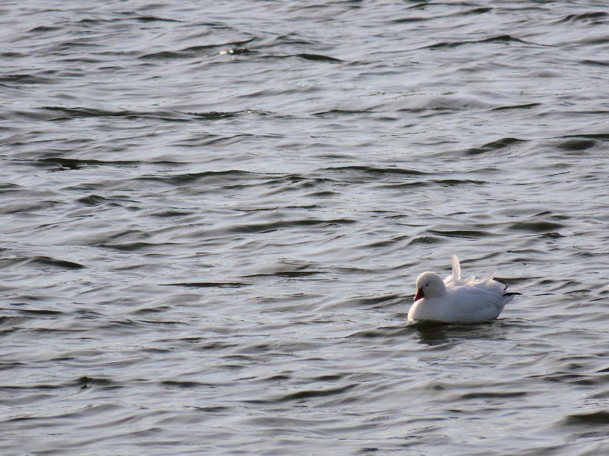 Ross's Goose - ML646739264