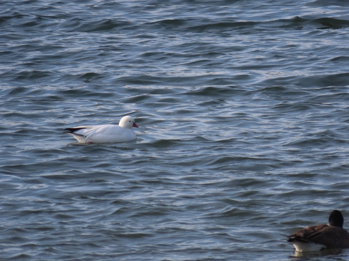 Ross's Goose - ML646739265