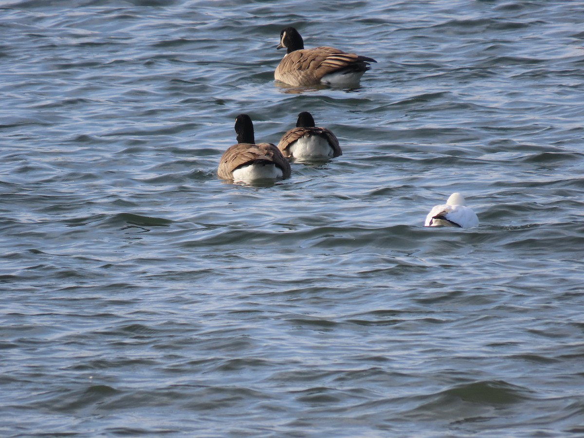 Ross's Goose - ML646739266