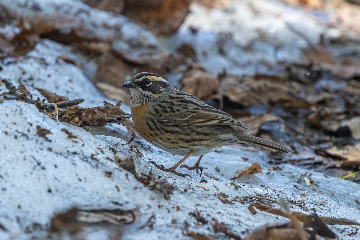 Rufous-breasted Accentor - ML646739267