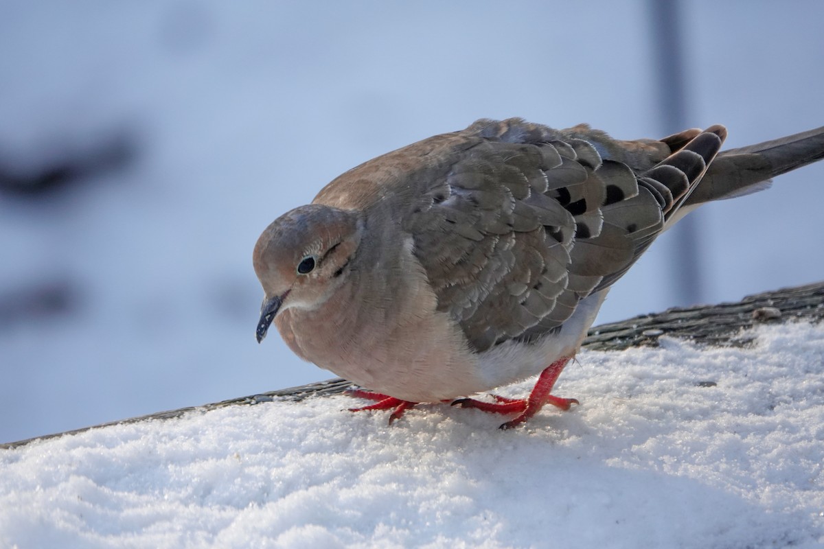 Mourning Dove - ML646739269