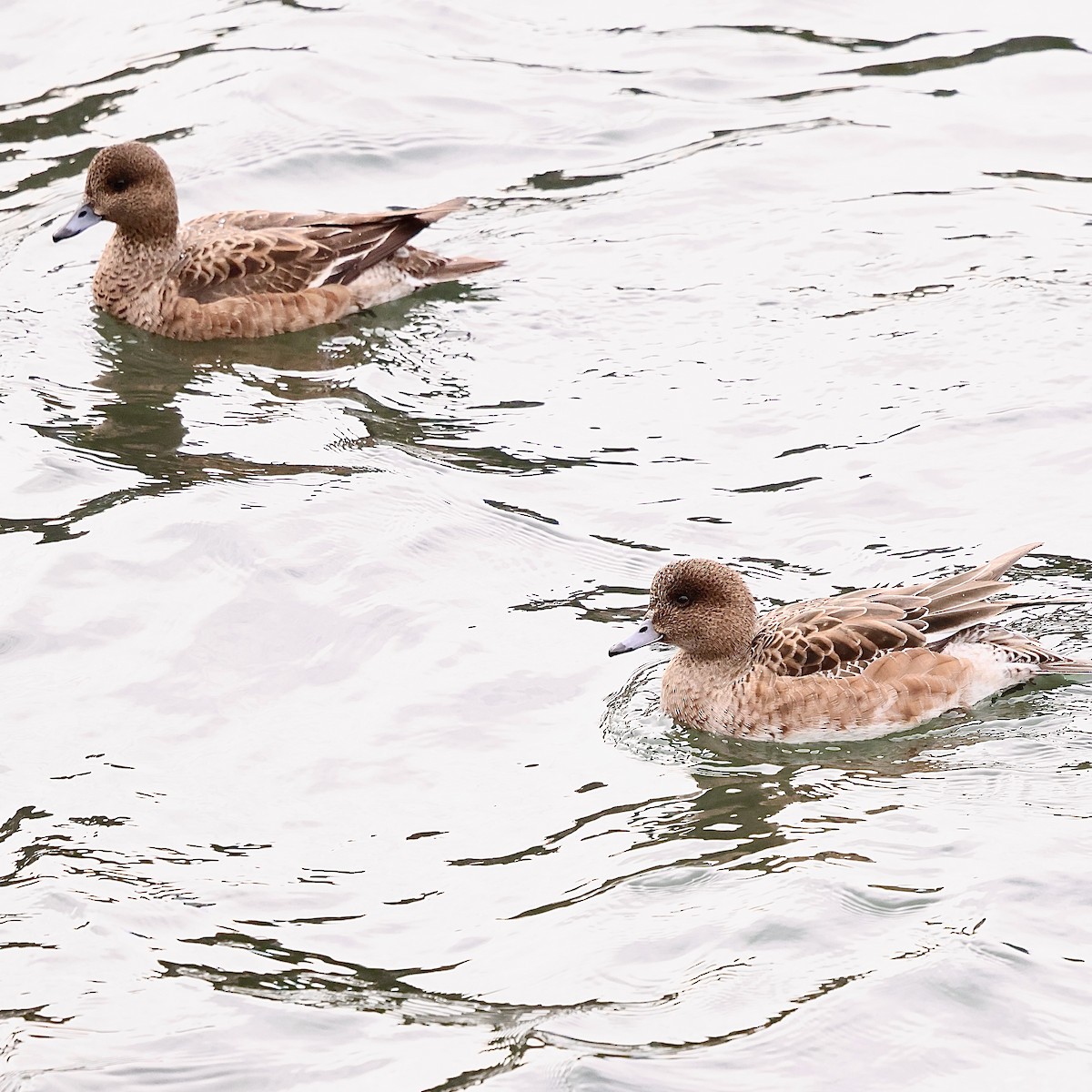 赤頸鴨 - ML646739270