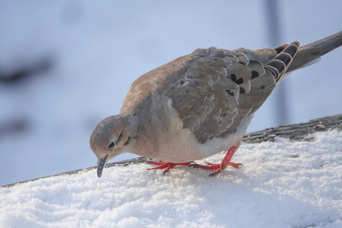 Mourning Dove - ML646739271