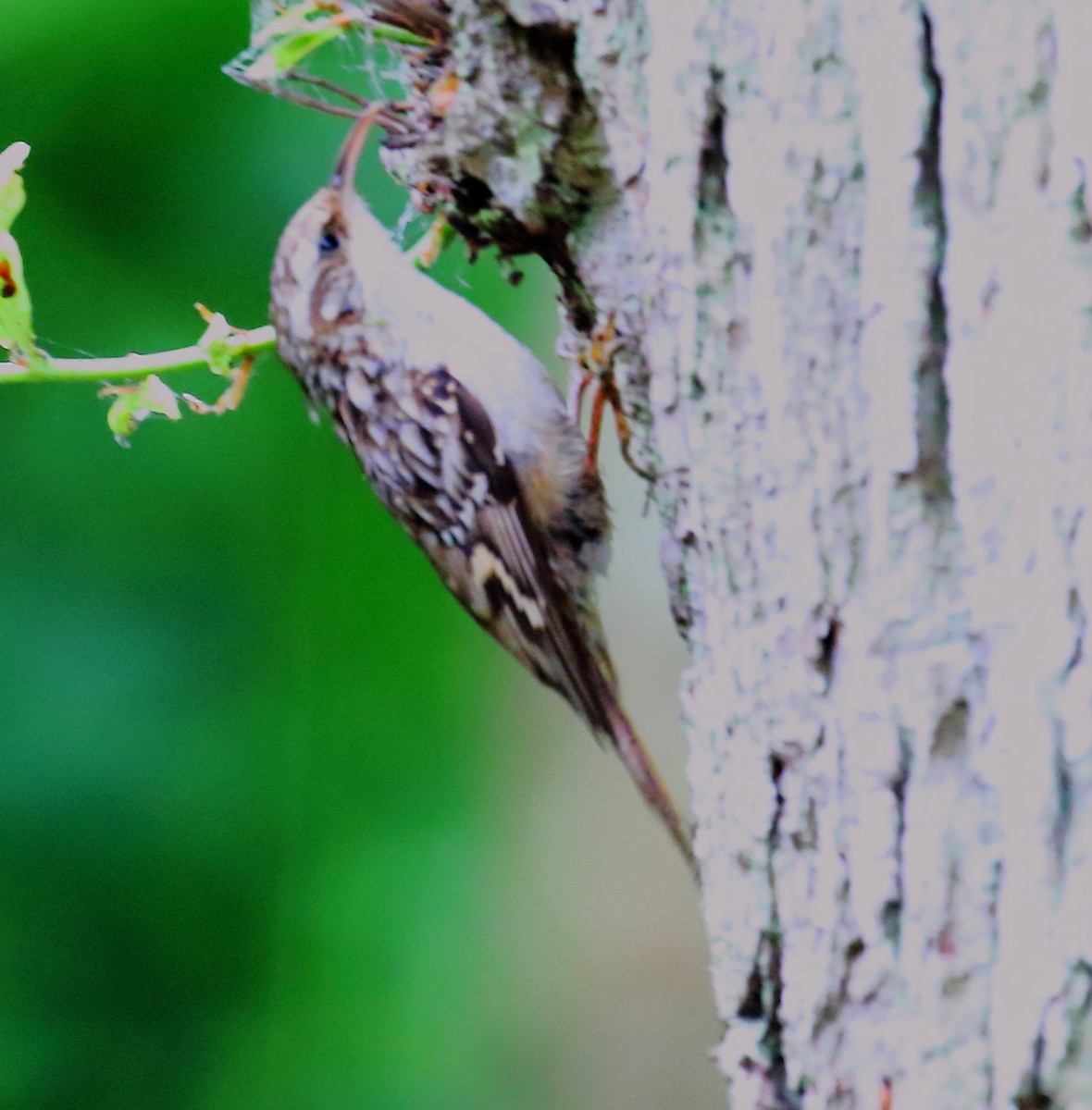 Short-toed Treecreeper - ML646739273