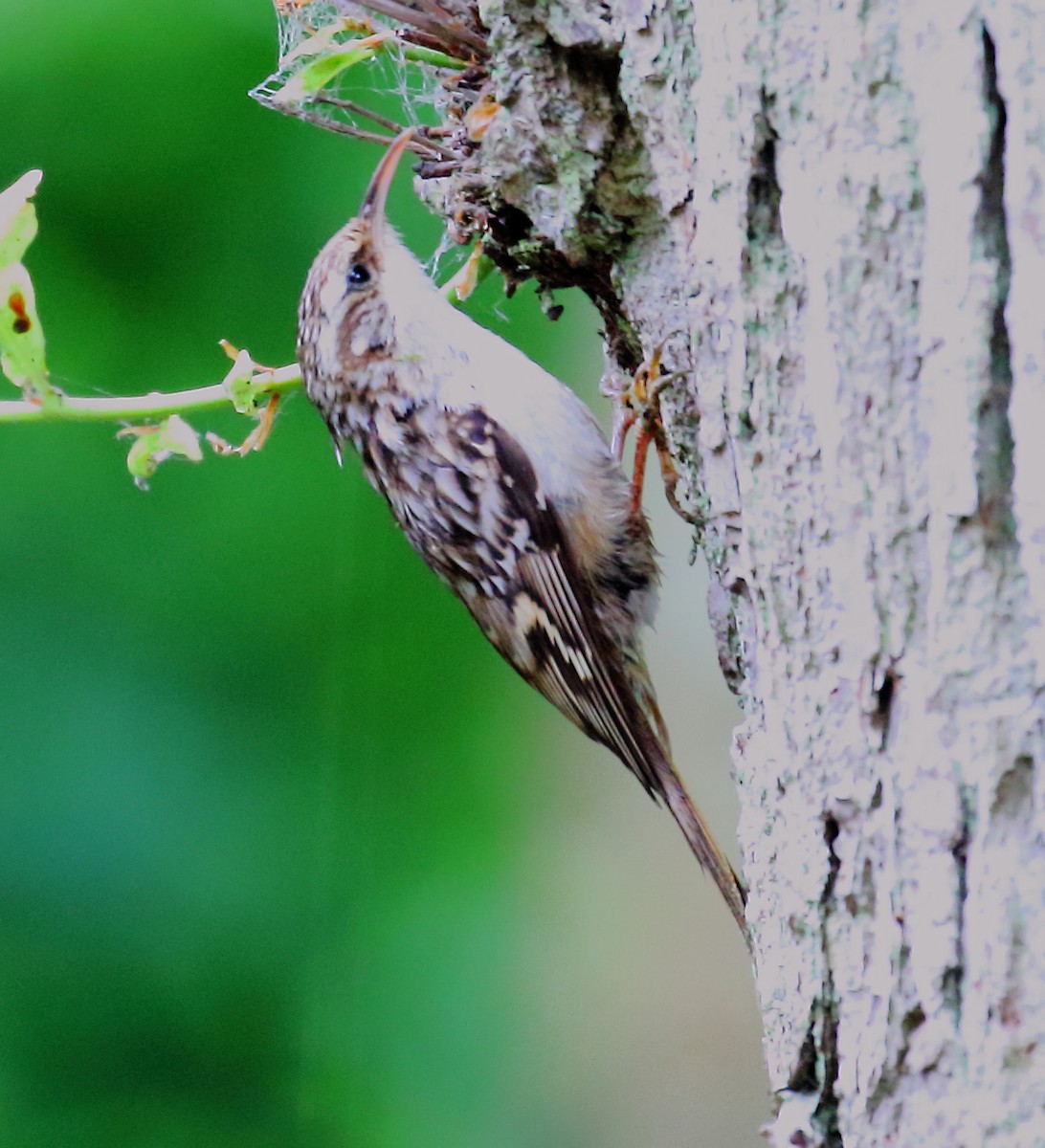 Short-toed Treecreeper - ML646739274
