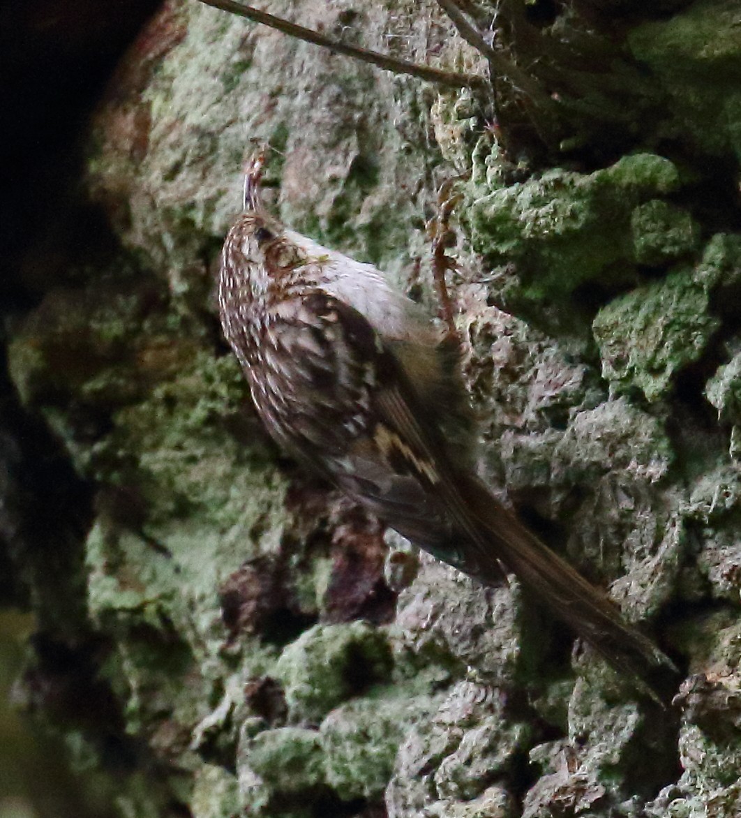 Short-toed Treecreeper - ML646739275